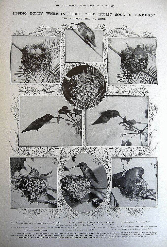 Sipping honey while in flight: "The tiniest soul in feathers" - The Rufus humming bird at home